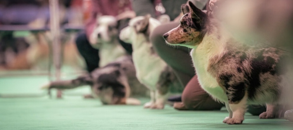 Tommy wins Crufts 2027 creative account